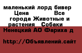 маленький лорд бивер › Цена ­ 10 000 - Все города Животные и растения » Собаки   . Ненецкий АО,Фариха д.